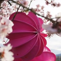 Wetterfester outdoor Lampion Barlooon in rose im blühenden Baum